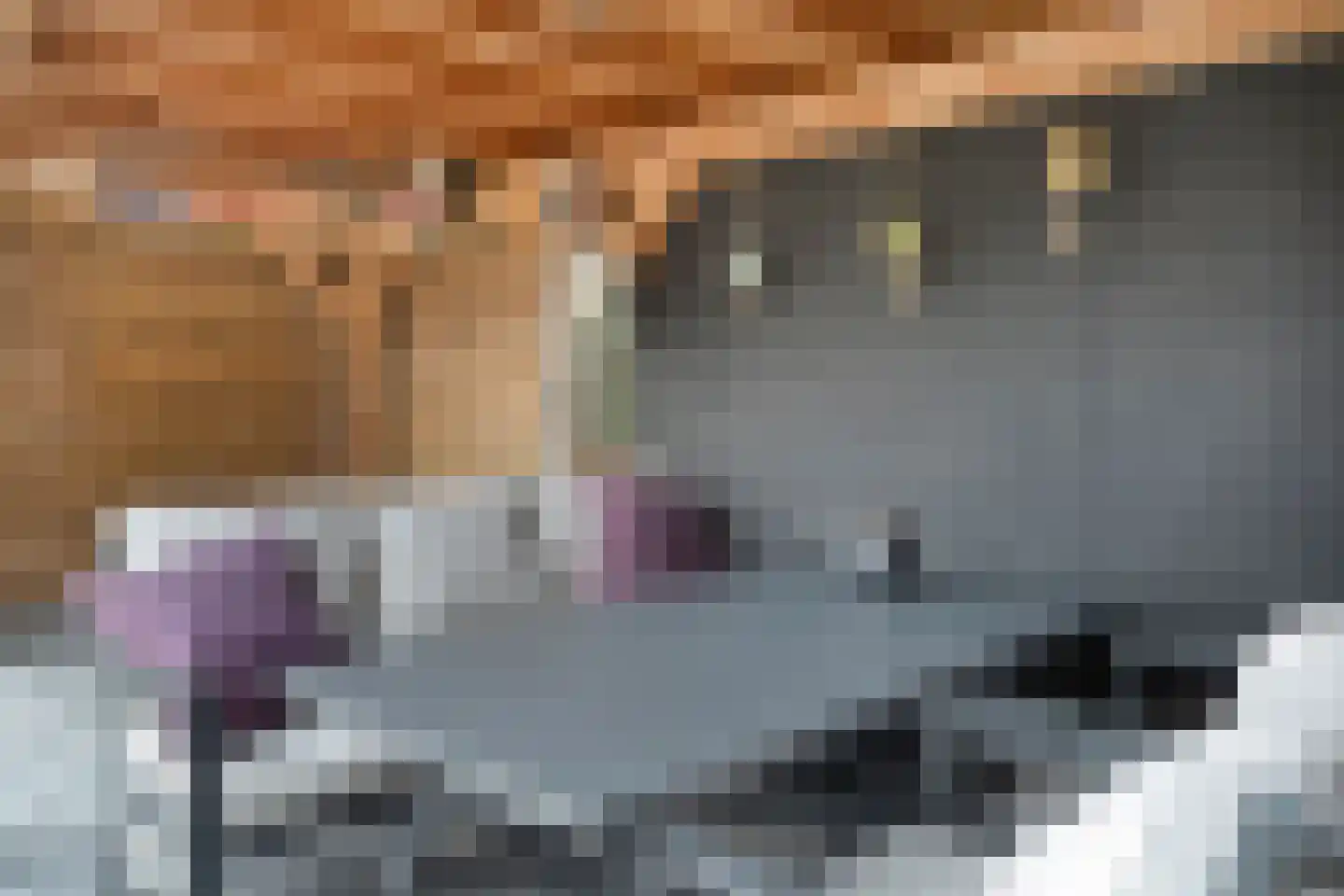 Klaproos 4 Hardenberg thumbnail 39