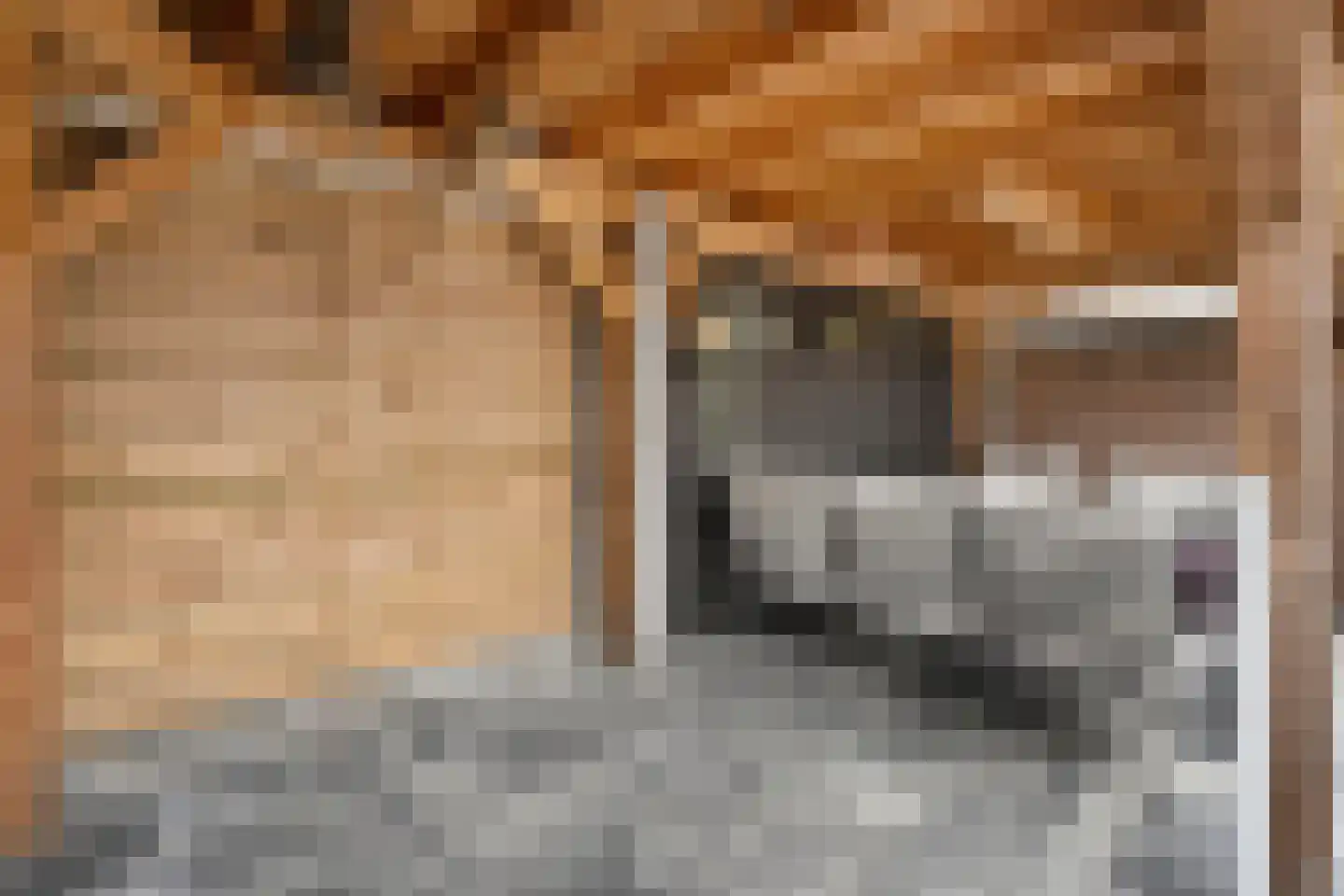 Klaproos 4 Hardenberg thumbnail 42