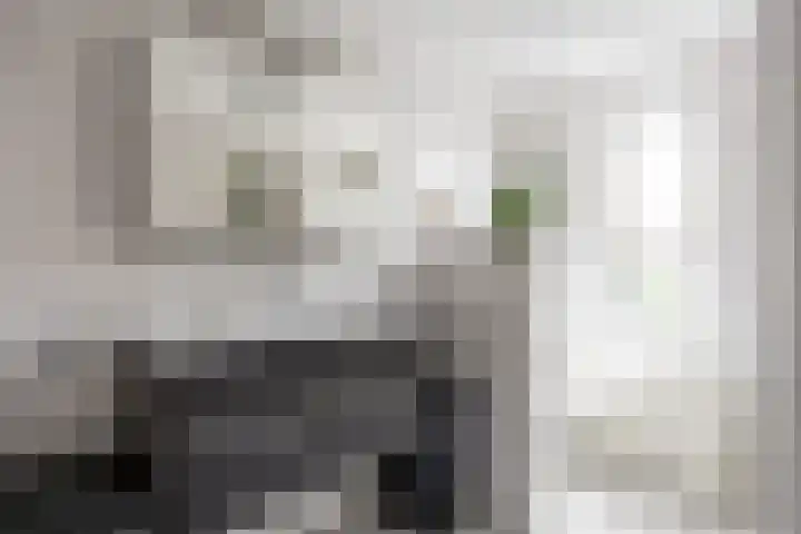 Klaproos 4 Marum thumbnail 48