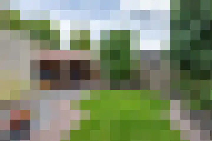 Klaproos 4 Marum thumbnail 6