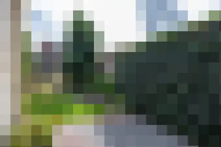 Klaproos 4 Marum thumbnail 64