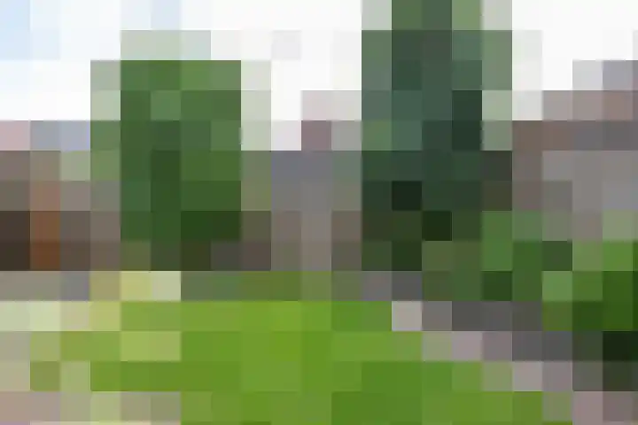 Klaproos 4 Marum thumbnail 65