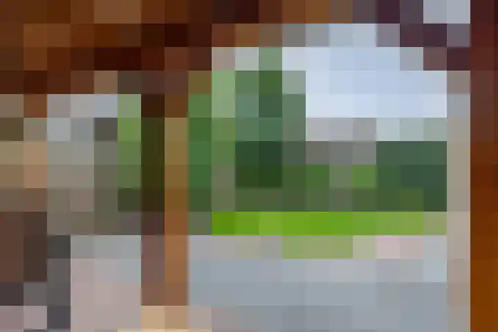Klaproos 4 Marum thumbnail 70