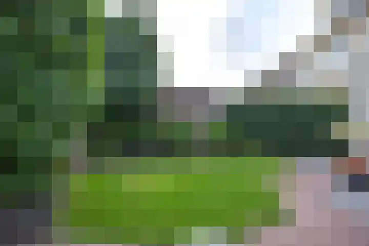 Klaproos 4 Marum thumbnail 71