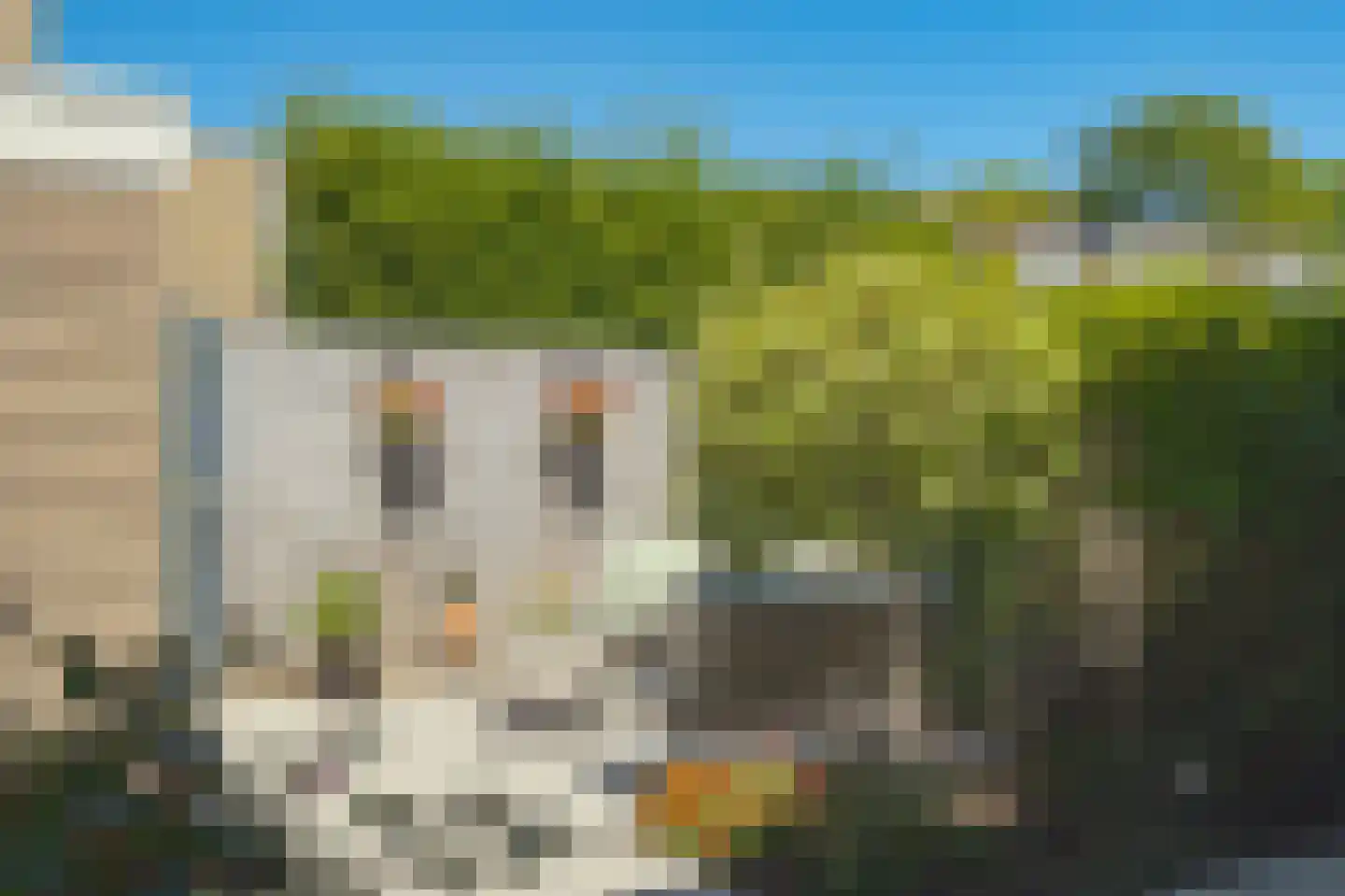 Klaproos 42 Barendrecht thumbnail 33