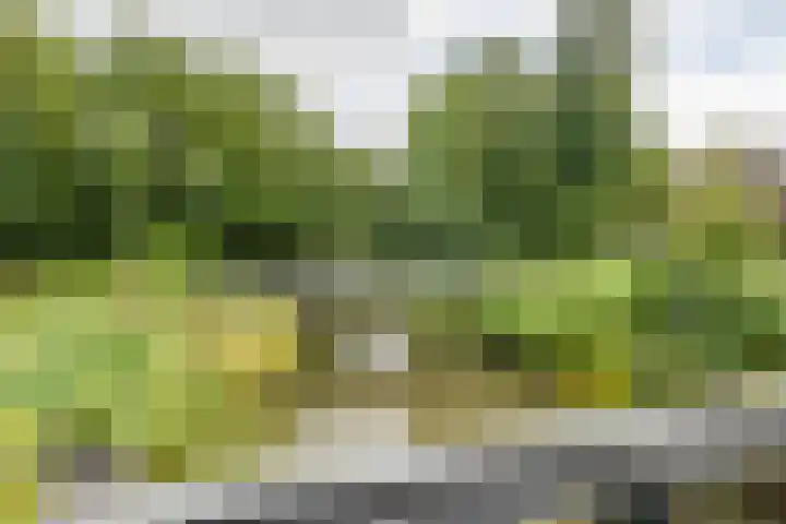 Klaproos 47 Gorinchem thumbnail 37