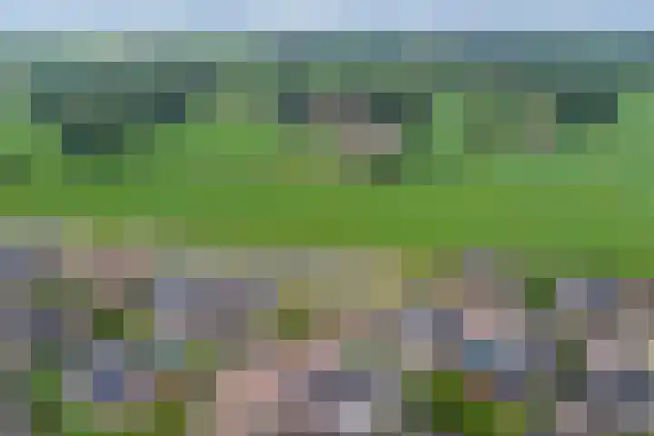 Klaproos 5 Harbrinkhoek thumbnail 26