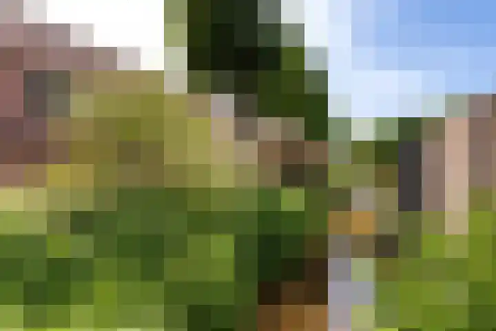 Klaproos 5 Oude Wetering thumbnail 5