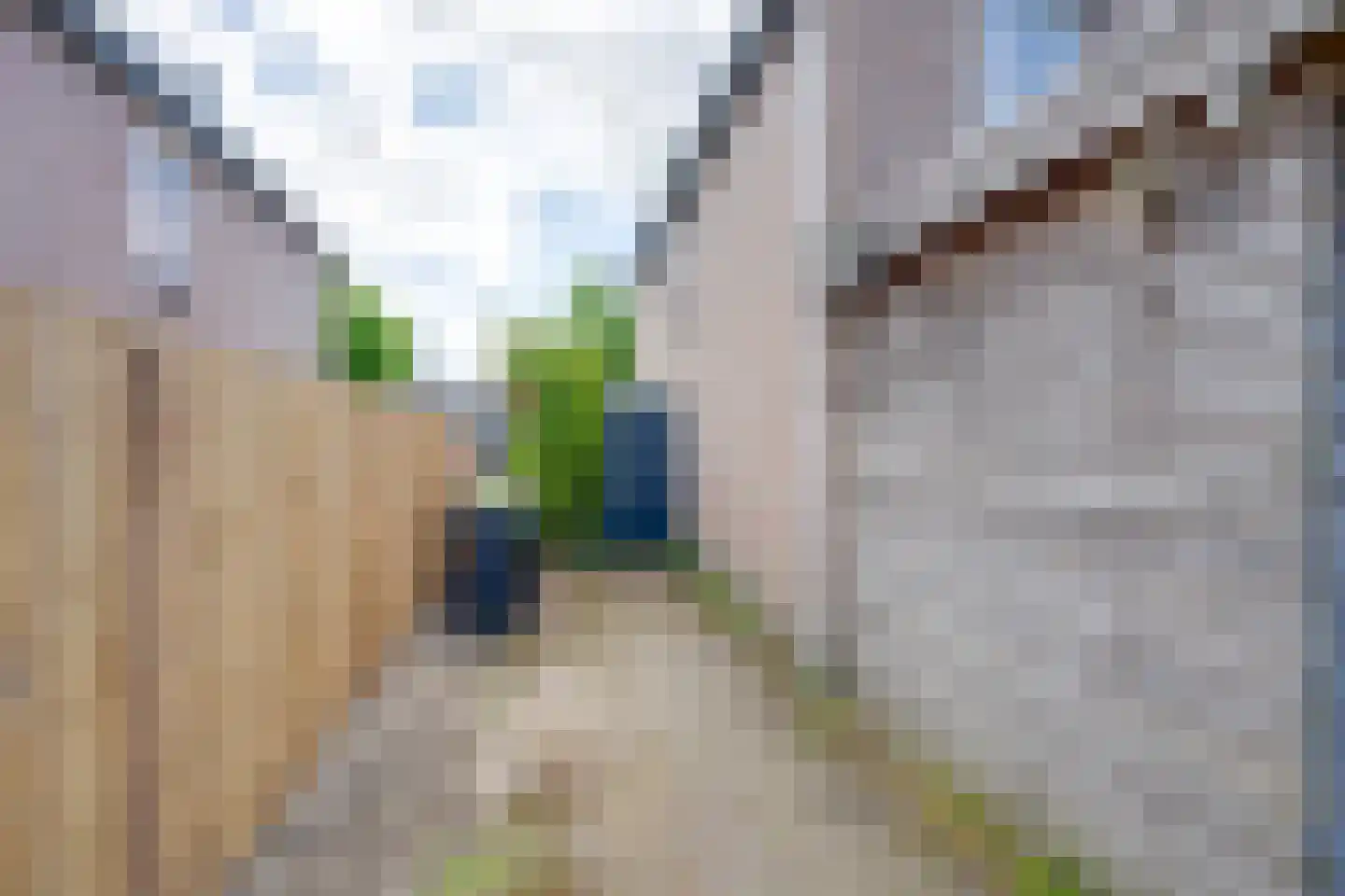 Klaproos 50 Udenhout thumbnail 26
