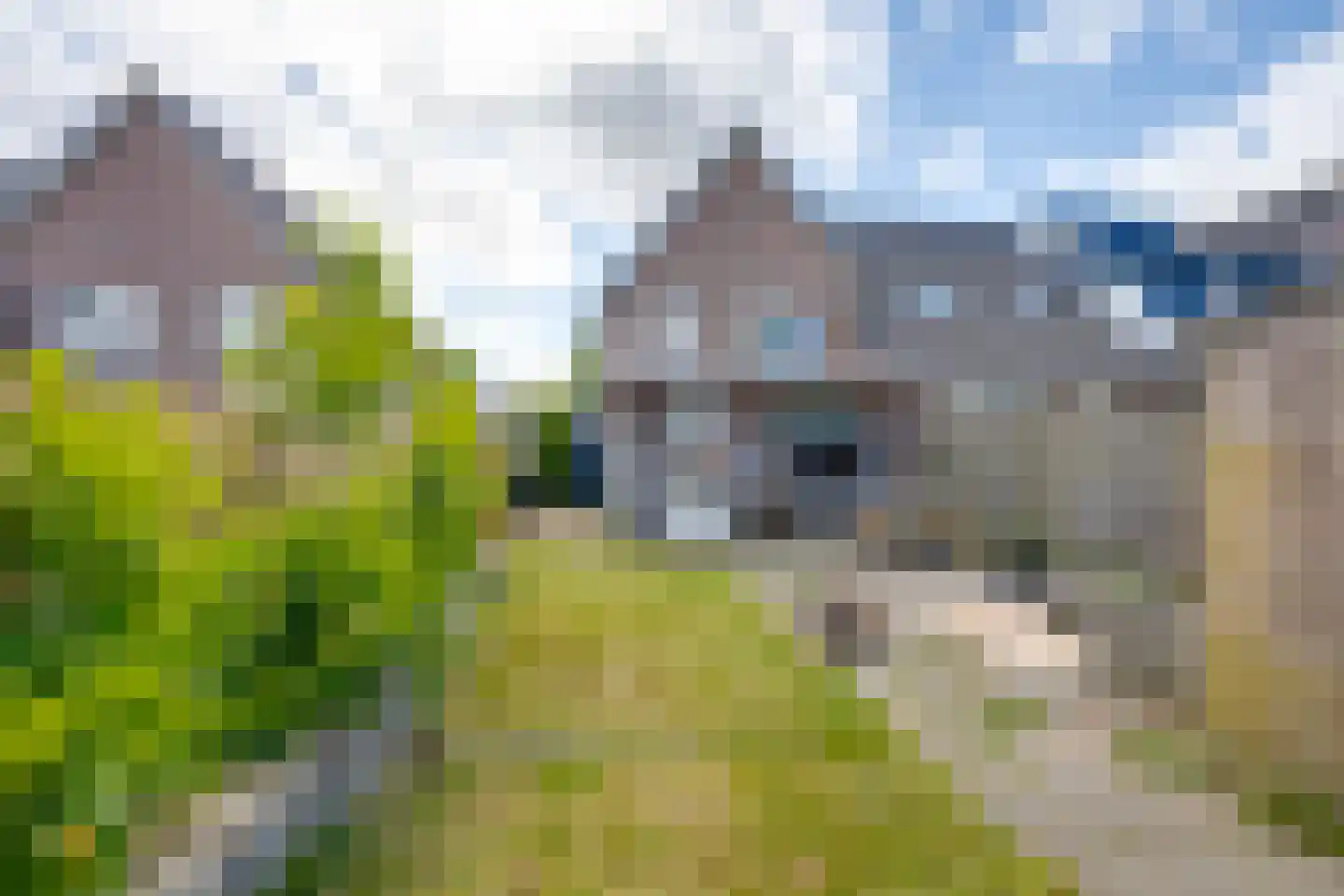 Klaproos 50 Udenhout thumbnail 28