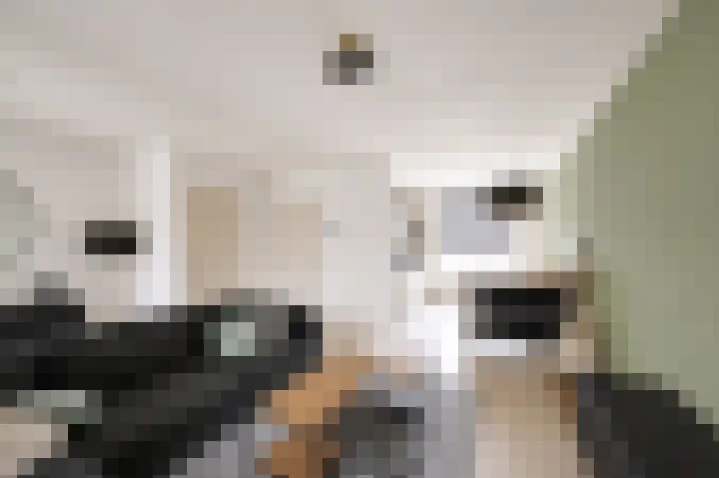 Klaproos 50 Udenhout thumbnail 8