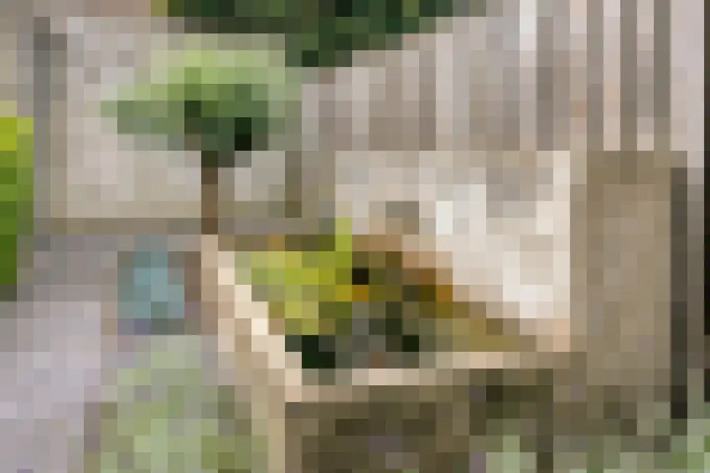 Klaproos 6 Alphen thumbnail 22
