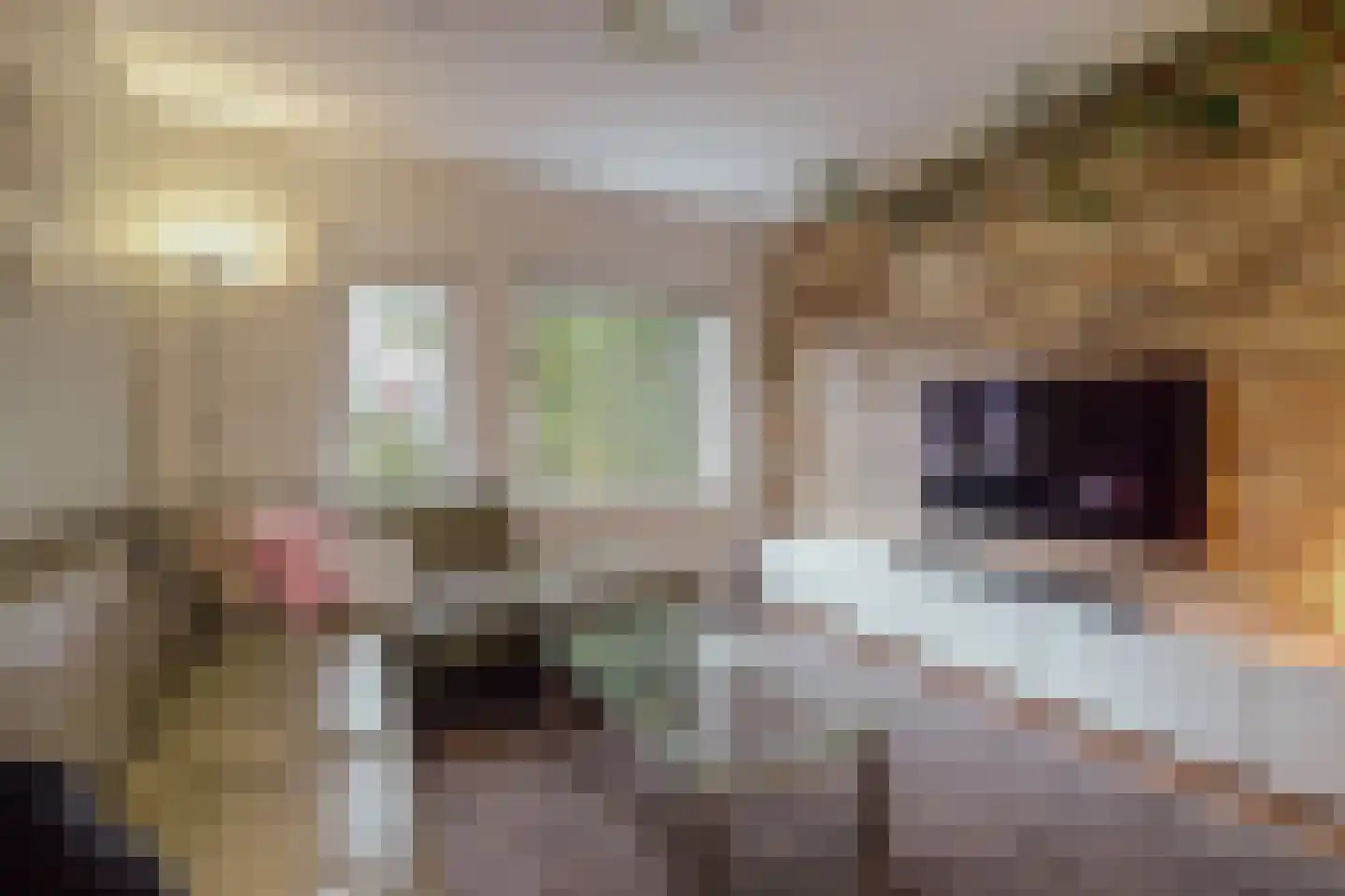 Klaproos 61 Werkendam thumbnail 6