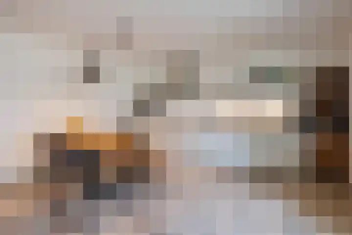 Klaproos 72 Bodegraven thumbnail 15