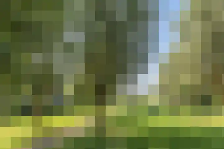Klaproos 72 Bodegraven thumbnail 43