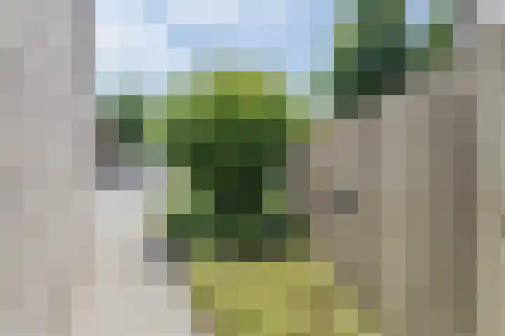 Klaproos 8 Best thumbnail 32