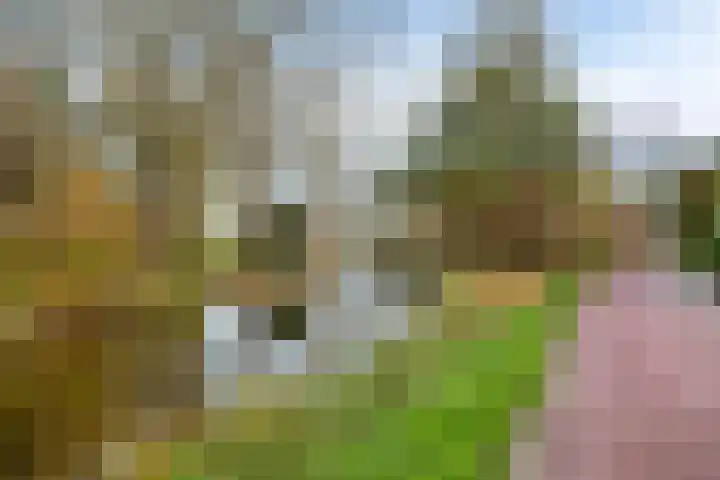 Klaproos 9 Purmerend thumbnail 38