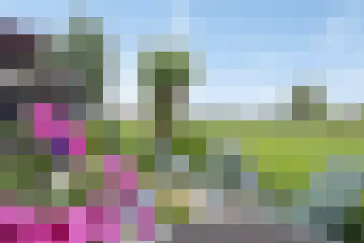 Klaproosakker 32 Veessen thumbnail 52