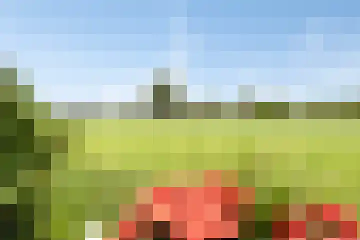 Klaproosakker 32 Veessen thumbnail 54