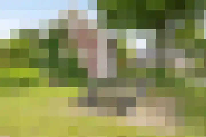 Klaproosakker 32 Veessen thumbnail 64