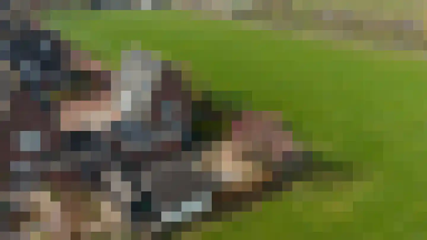 Klaproosakker 34 Veessen thumbnail 38