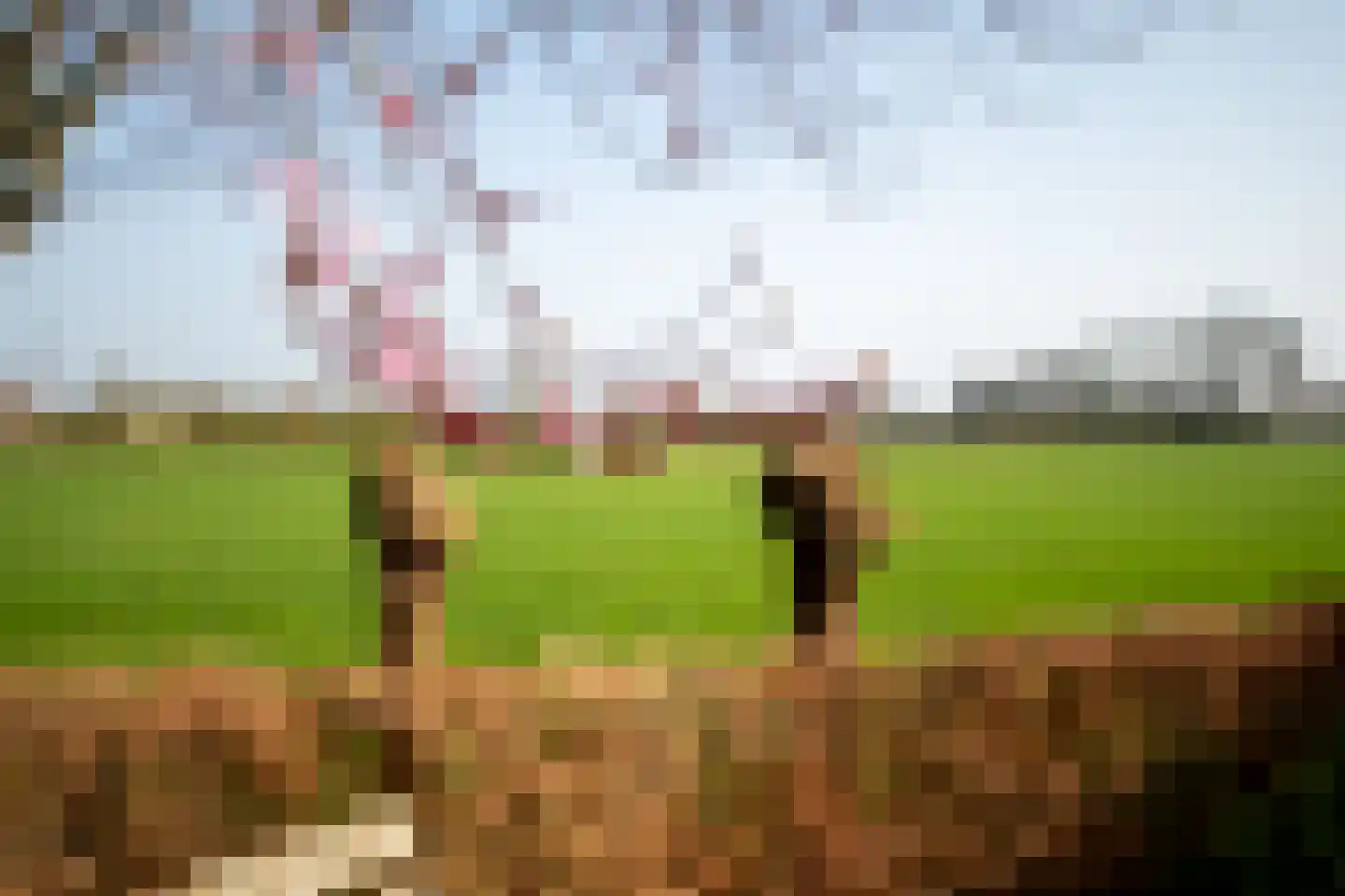 Klaproosakker 34 Veessen thumbnail 50
