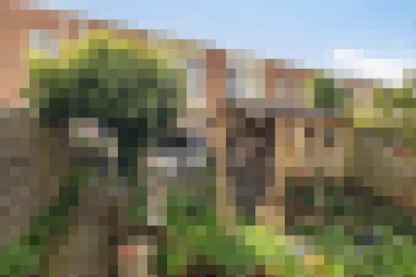 Klaproosweide 36 Woerden thumbnail 22
