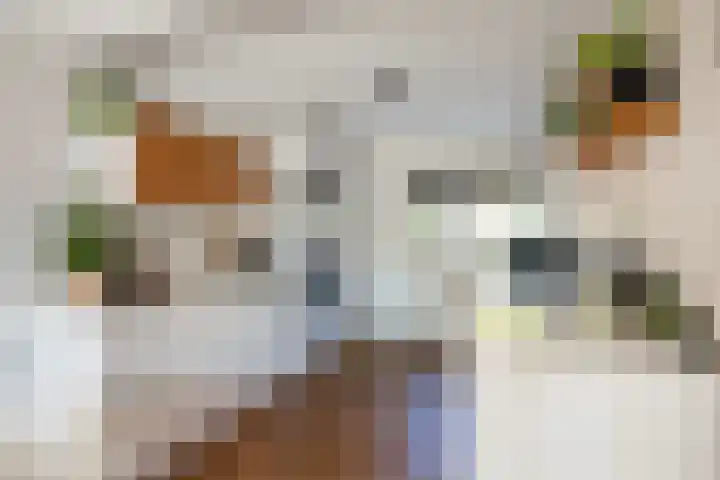 Klaproosweide 43 Woerden thumbnail 11