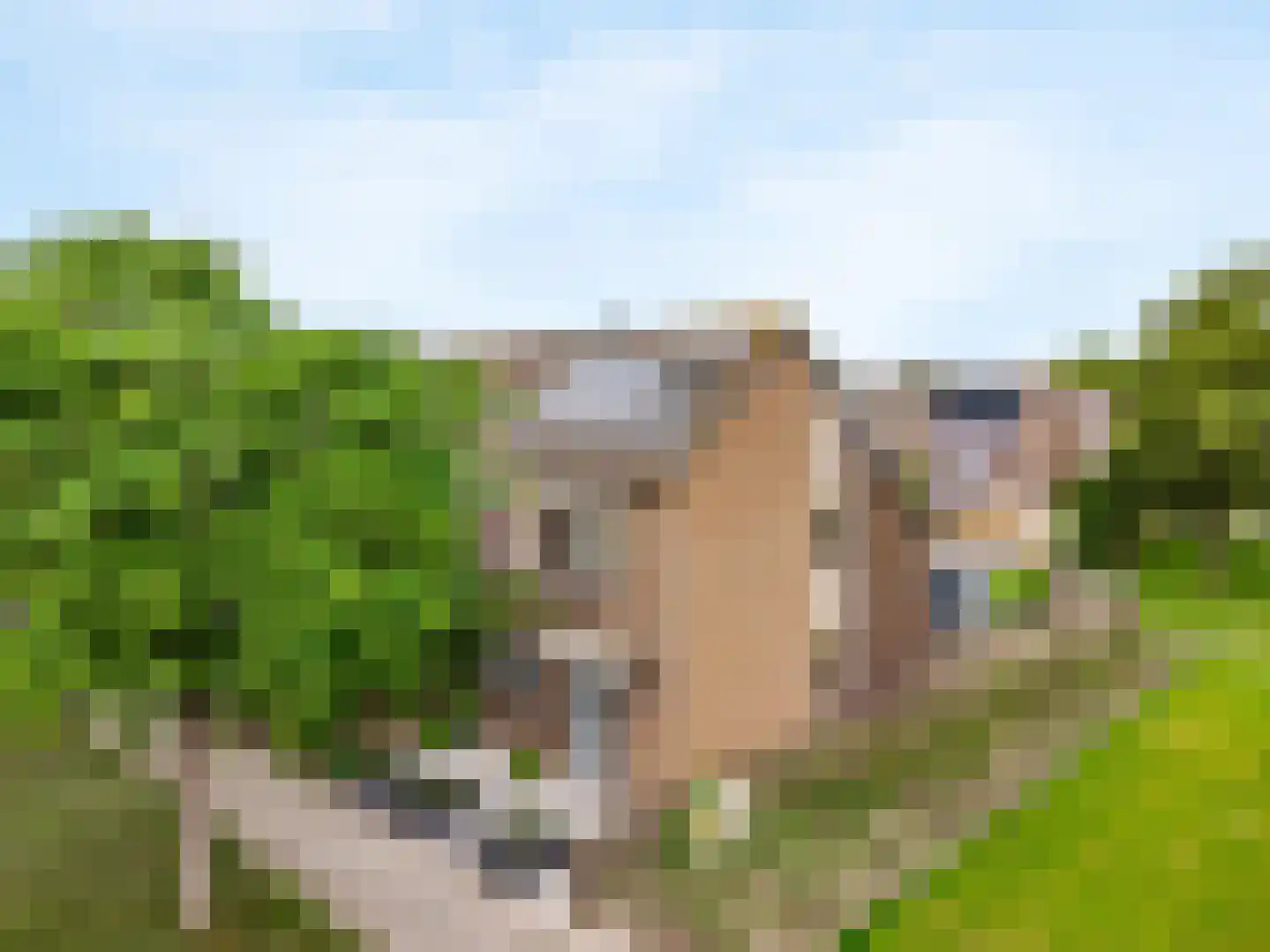 Klaproosweide 52 Woerden thumbnail 35