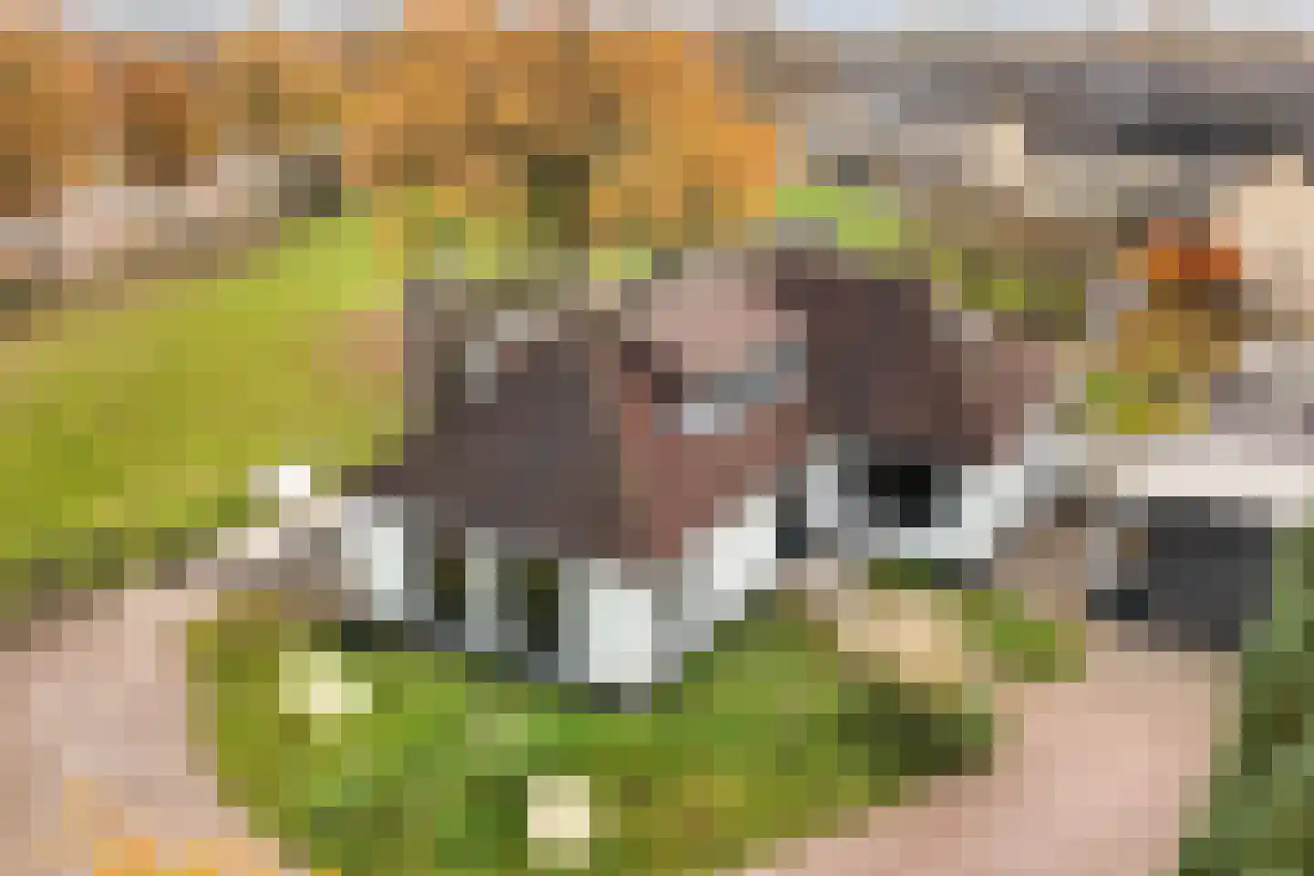 Klapstraat 35 Wijchen thumbnail 34