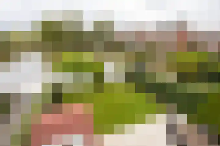 Klapwijkse Zoom 205 Berkel en Rodenrijs thumbnail 36