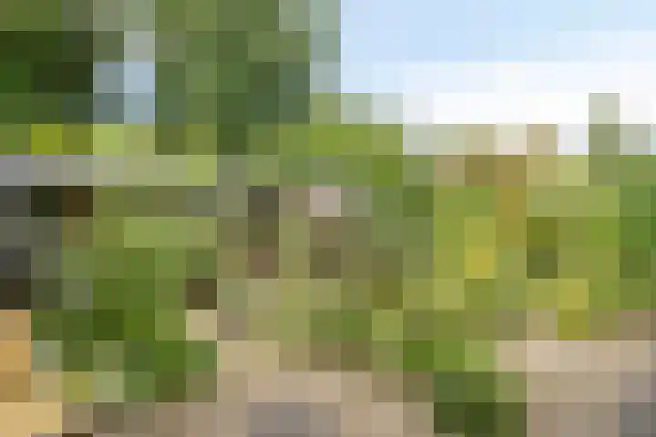 Klarinet 351 Soest thumbnail 31