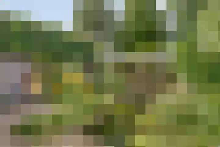 Klarinet 351 Soest thumbnail 34