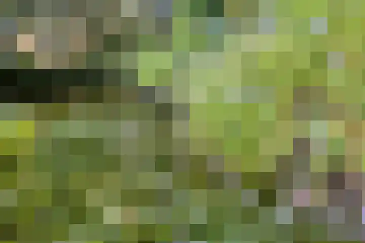 Klarinet 351 Soest thumbnail 35