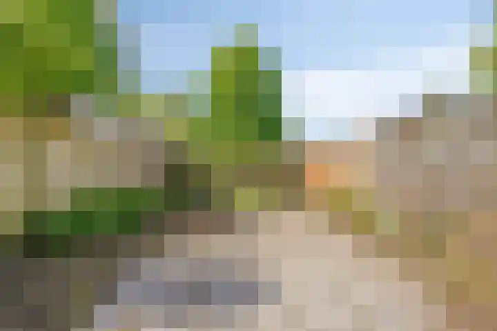 Klarinet 375 Soest thumbnail 30