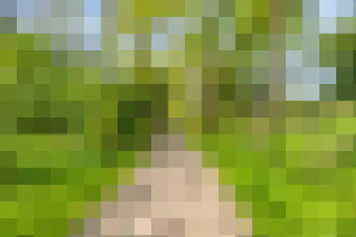 Klarinet 375 Soest thumbnail 33