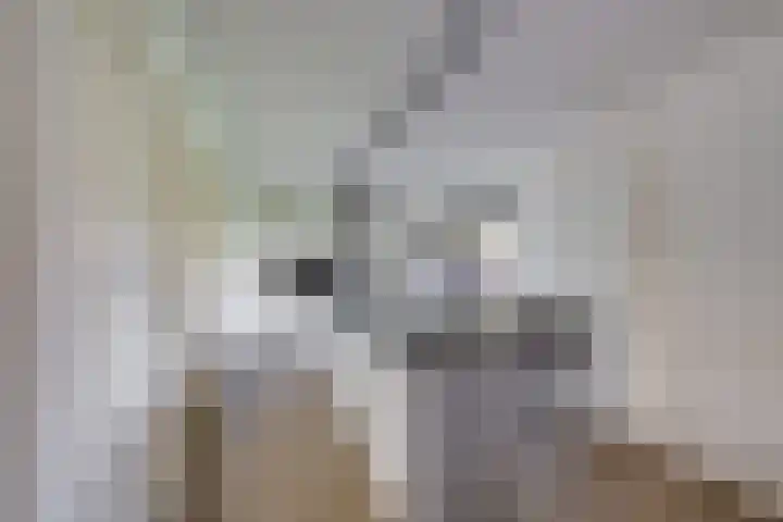 Klaroenring 101 Etten-Leur thumbnail 18