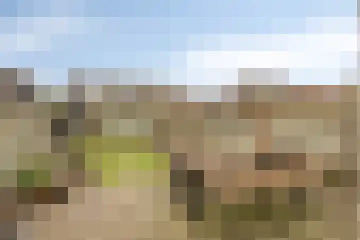 Klaver 28 Cuijk thumbnail 30