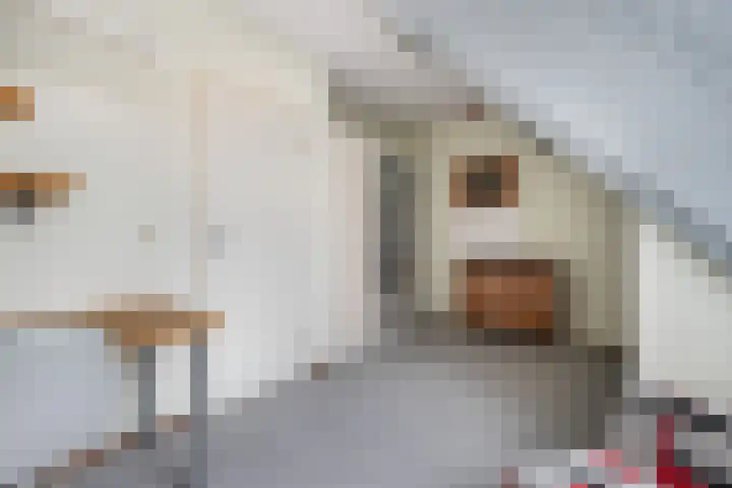 Klaver 4 Haastrecht thumbnail 14