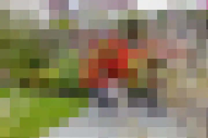 Klaverakker 31 Arnemuiden thumbnail 58