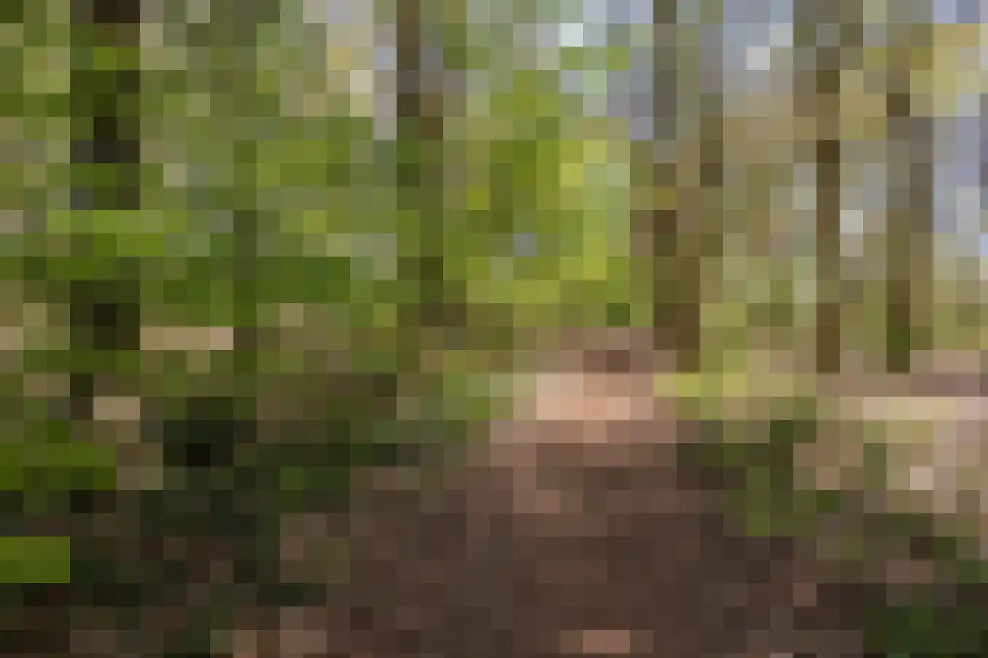 Klaverberg 2 Groesbeek thumbnail 44