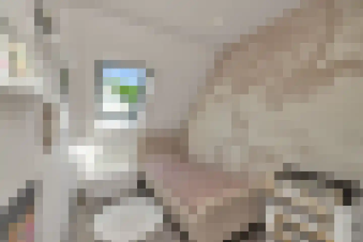 Klaverblad 13 Anna Paulowna thumbnail 25