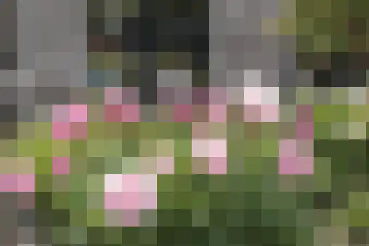 Klavergriend 19 Almere thumbnail 23