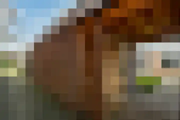 Klaverkamp 11 Elst thumbnail 47