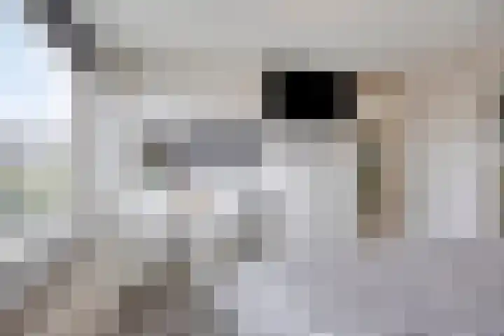Klaverkamp 41 Tytsjerk thumbnail 25