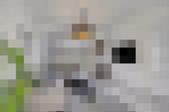 Klaverkamp 41 Tytsjerk thumbnail 9