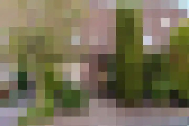 Klavermeen 25 Harderwijk thumbnail 30