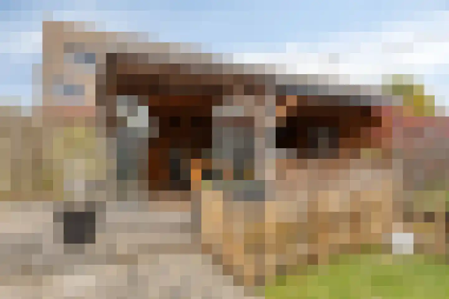 Klaverpad 5 Goes thumbnail 4