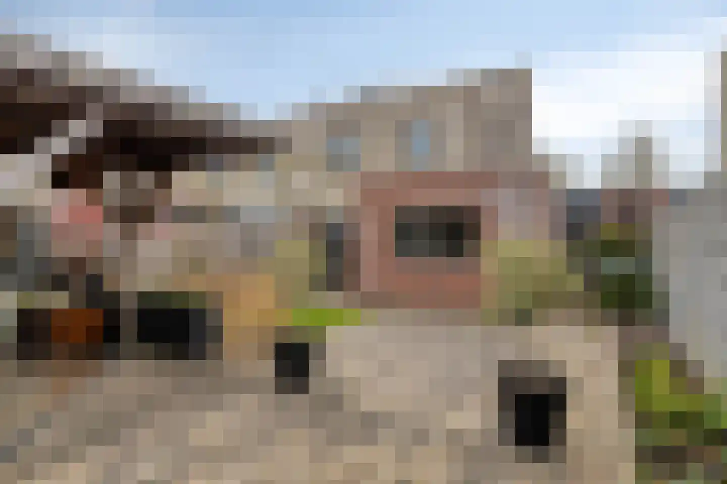 Klaverpad 5 Goes thumbnail 61
