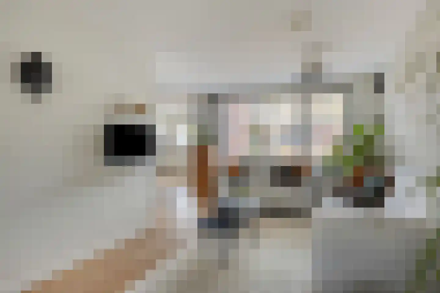 Klaverpad 5 Goes thumbnail 7